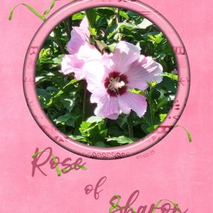 Rose-of-Sharon