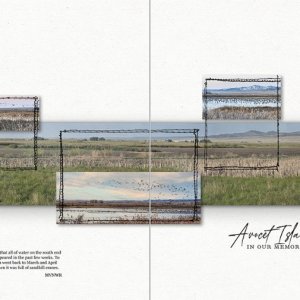 Avocet Island in our Memories