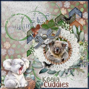 Koala Cuddles
