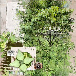 Kousa Dogwood.jpg