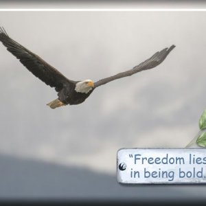 ATC-2025-067-Freedom