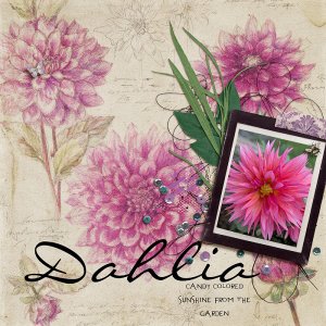 dahlia.jpg