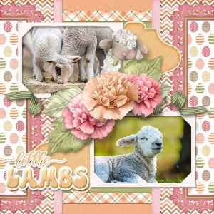 Little Lambs