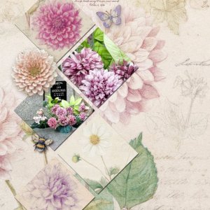 Dahlias