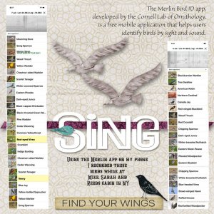 Birds-at-McCabin.jpg