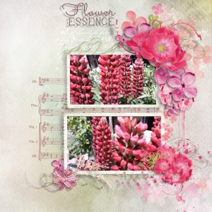 lupines