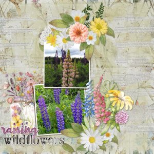 Lupines.jpg
