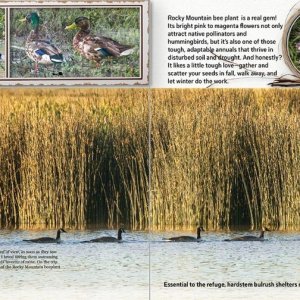 Hardstem Bulrush