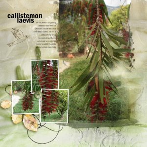 Calistemon
