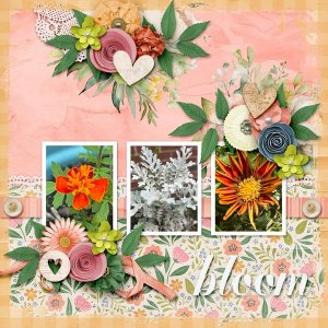 Bloom