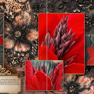 Red Cannas and Black Lace