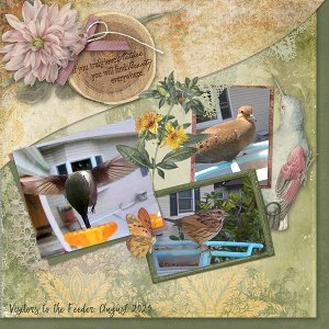Visitors to my Feeder: August 2025