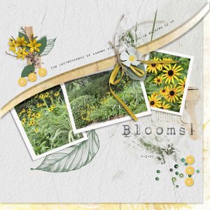 Blooms.jpg