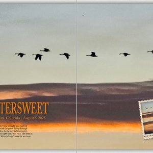 Bittersweet (Fire Haze)