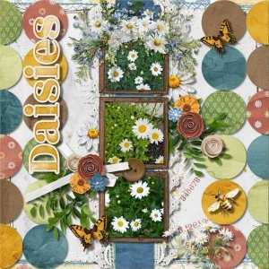 Daisies Galore