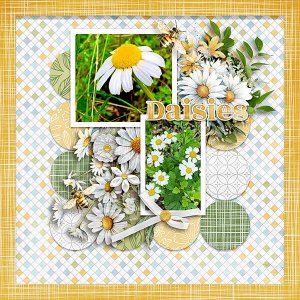 Daisies.jpg