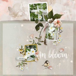InBloom.jpg