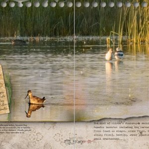 Wilson's Phalarope and avocets