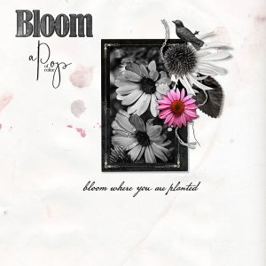 Bloom