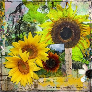 Sunflower Magic in August