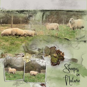 Sheeps in nature