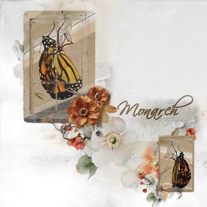 monarch
