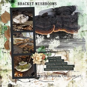 Bracket Mushrooms