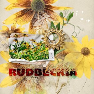 Rudbeckia