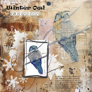 Winter Owl Bonanza