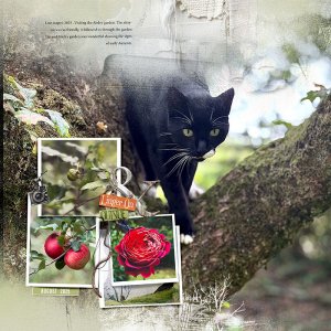 The Cat