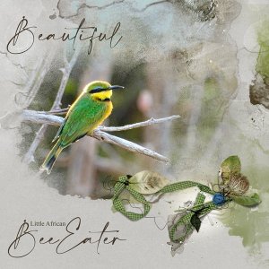 AnnaLift-Little-Bee-Eaters.jpg