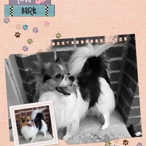 Live,-Love,-Bark.jpg