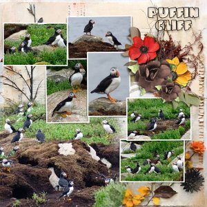 Puffins.jpg