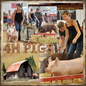 pig-show-1-web.jpg