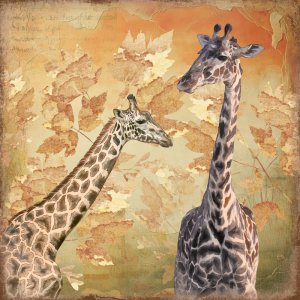 Giraffes in the Trees