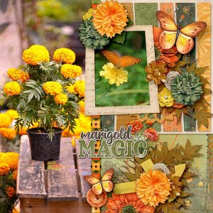 Marigold Magic