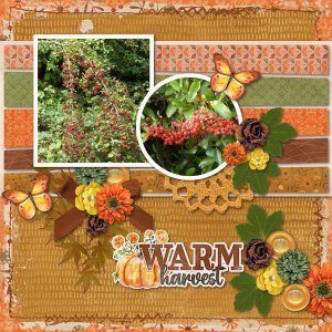 Warm Harvest