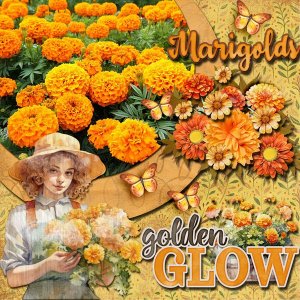 Marigolds