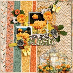 Marigold Magic