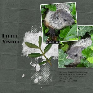 Little Visitor