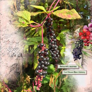Pokeweed.jpg