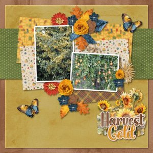Harvest Gold