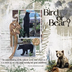 Bird or Bear?