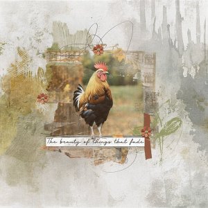 The beauty of things that fade