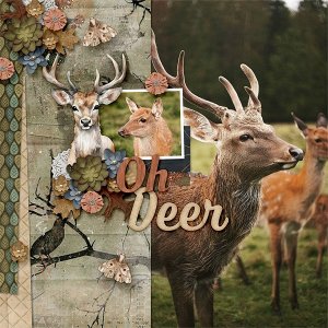 Oh Deer