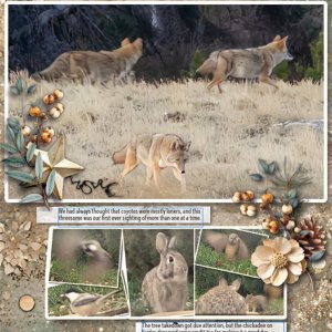 251103 Three Coyotes 1000