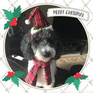 Avatar Christmas Event 2025