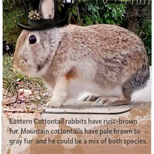 A Recent Arrival (ATC)