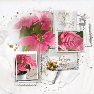 Cheerful Pink Poinsettia