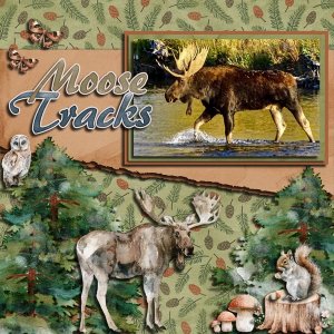 Moose Tracks